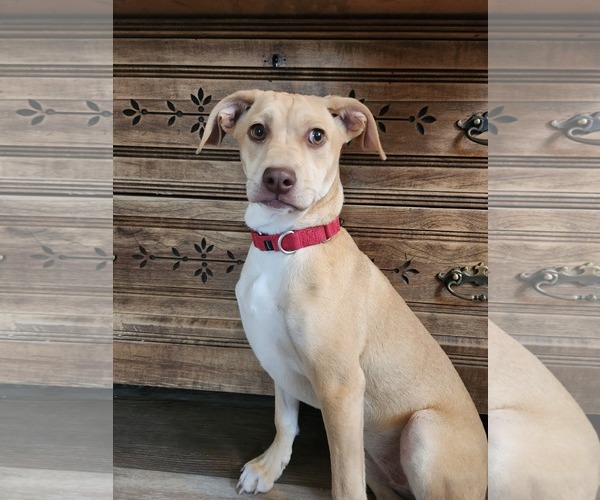 Medium Photo #7 Mutt Puppy For Sale in New London, WI, USA