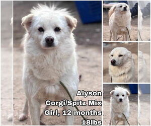 Unknown-pomeranian spitz Mix Dogs for adoption in Seattle, WA, USA