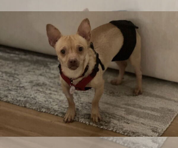 Medium Photo #6 Chihuahua-Unknown Mix Puppy For Sale in Dana Point, CA, USA