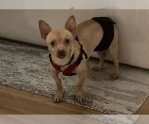 Chester aka Cheddar - Male Chihuahua-Unknown Mix Dog for Adoption - Photo #6