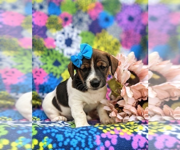 Medium Photo #1 Jack Russell Terrier Puppy For Sale in QUARRYVILLE, PA, USA
