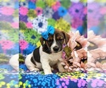 Small Photo #1 Jack Russell Terrier Puppy For Sale in QUARRYVILLE, PA, USA