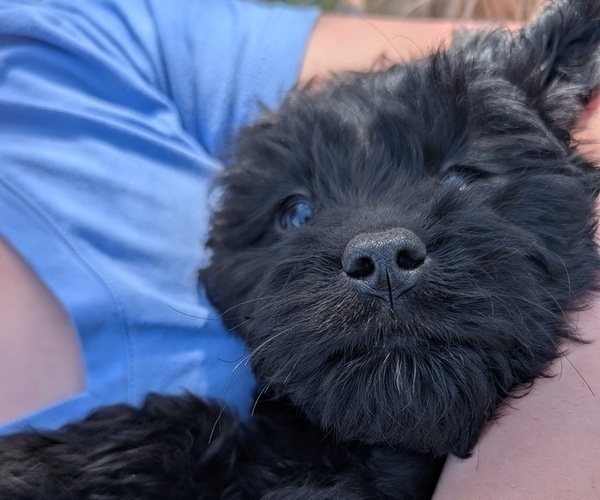 Medium Photo #4 Boykin Spaniel-Goldendoodle Mix Puppy For Sale in MORGANTON, NC, USA