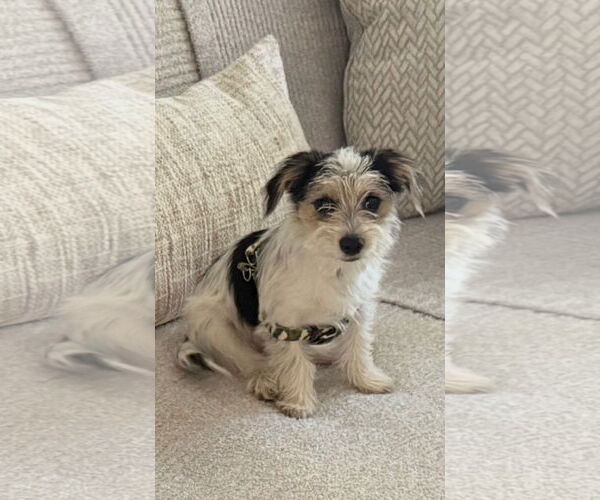 Medium Photo #3 Maltese-Unknown Mix Puppy For Sale in Westminster, MD, USA