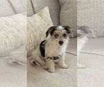 Small #2 Maltese Mix