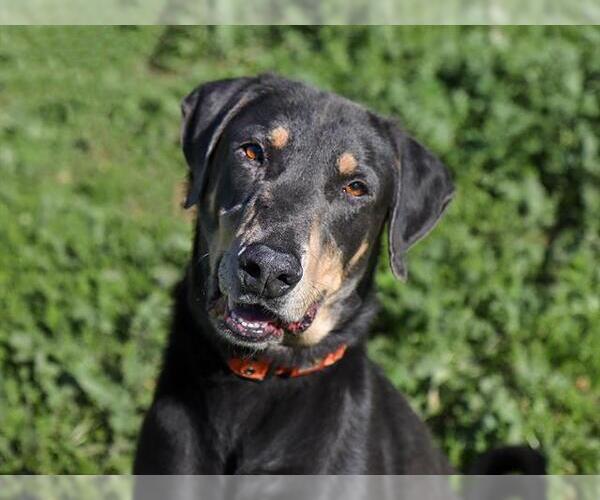 Medium Photo #2 Doberman Pinscher Puppy For Sale in Ojai, CA, USA
