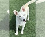 Small #5 Huskies  Mix