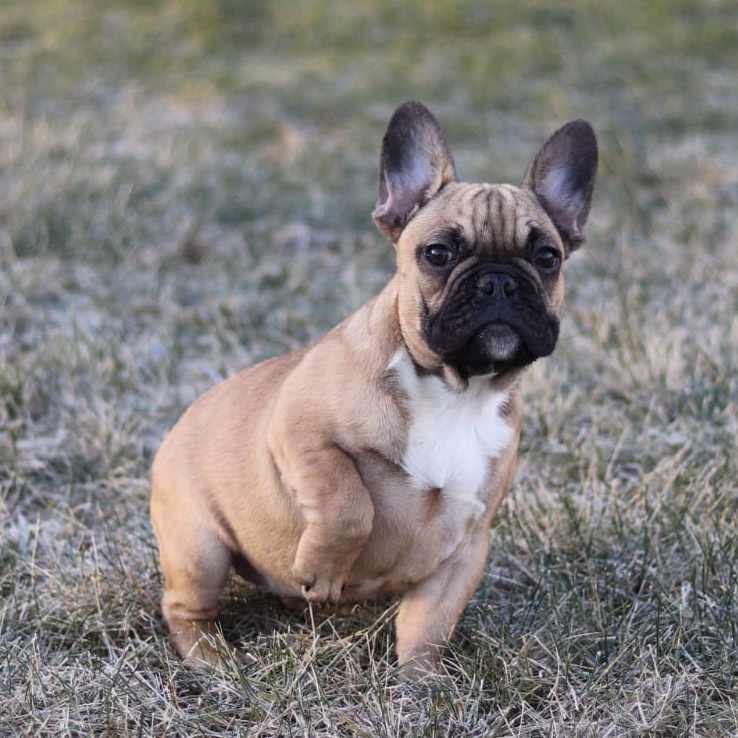 Medium Photo #3 French Bulldog Puppy For Sale in BOSTON, MA, USA