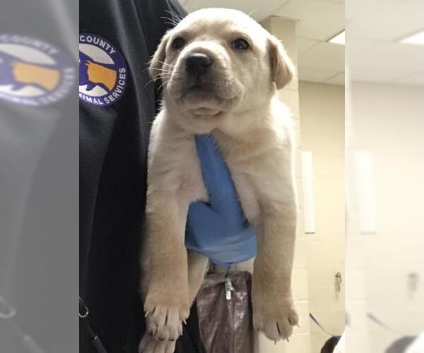 Medium Photo #1 Labrador Retriever-Unknown Mix Puppy For Sale in Conroe, TX, USA