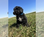 Small Photo #11 Bernedoodle Puppy For Sale in SEYMOUR, IN, USA
