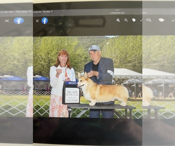 Medium Photo #7 Pembroke Welsh Corgi Puppy For Sale in PERRIS, CA, USA