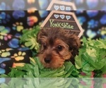 Small #9 Yorkshire Terrier