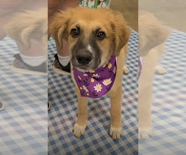 Medium Photo #1 Anatolian Pyrenees Puppy For Sale in New York, NY, USA