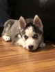 Small Photo #12 Siberian Husky Puppy For Sale in MOORE, SC, USA