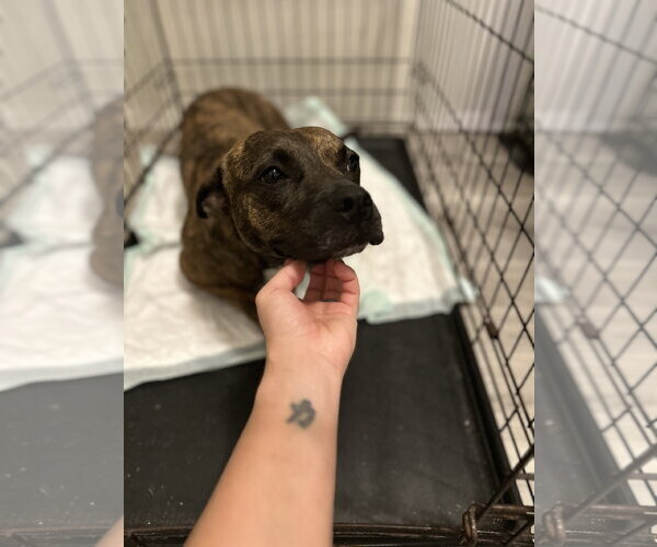 Medium Photo #4 Mutt Puppy For Sale in Oakhurst, NJ, USA