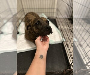 Mutt Dogs for adoption in Oakhurst, NJ, USA