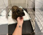 Small #3 Mutt