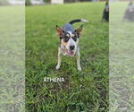Small #2 Mutt