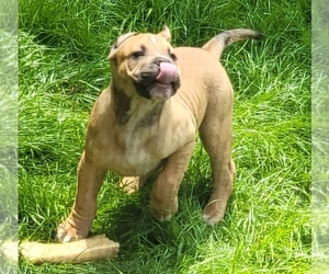American Bully Puppy for Sale in CHESTERFLD, Virginia USA