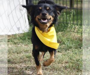 Mutt Dogs for adoption in San Antonio, TX, USA