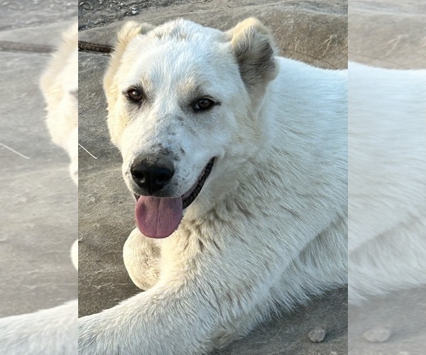 Medium Photo #1 Central Asian Shepherd Dog Puppy For Sale in DERIDDER, LA, USA