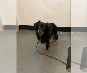 Casper - Male Tibetan Spaniel-Unknown Mix Dog for Adoption - Photo #4