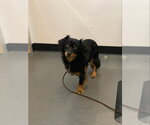 Small Photo #4 Tibetan Spaniel-Unknown Mix Puppy For Sale in San Francisco, CA, USA