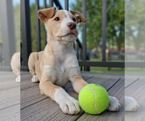 Medium Photo #3 Labrador Retriever-Unknown Mix Puppy For Sale in Cottage Grove, MN, USA