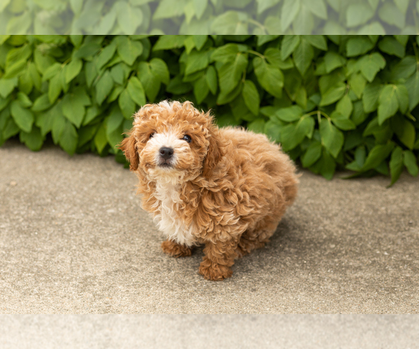 Medium Photo #6 Poodle (Miniature) Puppy For Sale in NAPPANEE, IN, USA