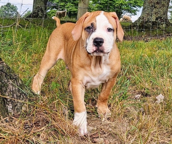 Medium Photo #1 Alapaha Blue Blood Bulldog Puppy For Sale in SHELOCTA, PA, USA