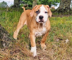 Alapaha Blue Blood Bulldog Puppy for Sale in SHELOCTA, Pennsylvania USA