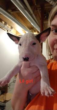 Medium Photo #1 Bull Terrier Puppy For Sale in JACKSON, MI, USA