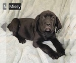 Small #3 Cane Corso