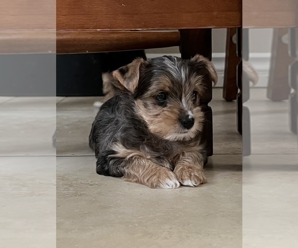 Medium Photo #7 Yorkshire Terrier Puppy For Sale in JURUPA VALLEY, CA, USA