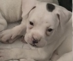 Small Photo #2 Boxer Puppy For Sale in DISPUTANTA, VA, USA