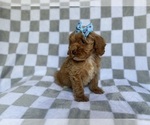 Small #3 Cockapoo (Miniature)