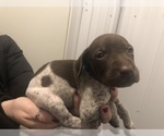 Small Photo #4 German Shorthaired Pointer Puppy For Sale in PERRY, KS, USA