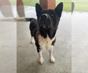 Akita-Unknown Mix Dogs for adoption in Grand Prairie, TX, USA