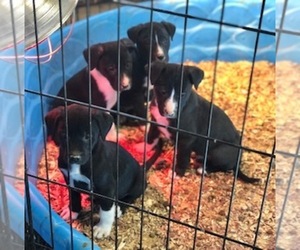 Borador Dogs for adoption in CONVERSE, IN, USA