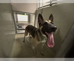 German Shepherd Dog Dogs for adoption in Rancho Cucamonga, CA, USA