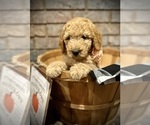 Puppy Autumn Goldendoodle-Poodle (Standard) Mix