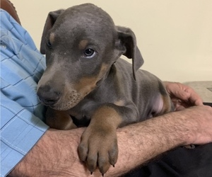 Doberman Pinscher Dog for Adoption in BRISTOL, Connecticut USA