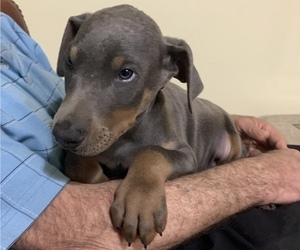 Doberman Pinscher Puppy for sale in BRISTOL, CT, USA