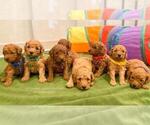 Small Photo #1 Goldendoodle-Poodle (Miniature) Mix Puppy For Sale in BREA, CA, USA