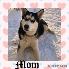 Mother of the Siberian Husky puppies born on 01/27/2019