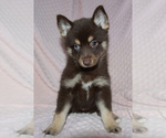 Small Photo #5 Pomsky Puppy For Sale in DENTON, TX, USA
