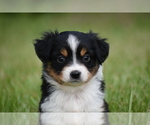 Small #6 Miniature Australian Shepherd