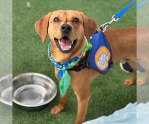Mutt Dogs for adoption in Shelburne, VT, USA