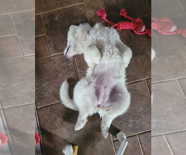 Medium Photo #4 Great Pyrenees Puppy For Sale in Spring, TX, USA