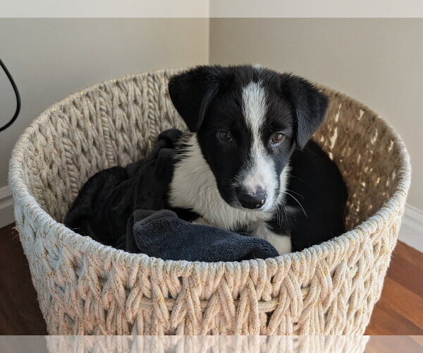 Medium Photo #1 Collie-Unknown Mix Puppy For Sale in Sandy, UT, USA